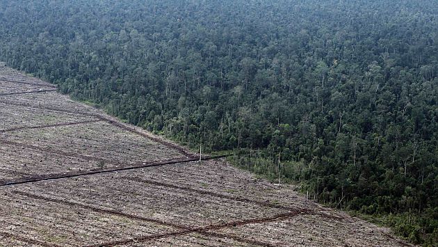 La pérdida de bosques fue mayor en las zonas tropicales. (Reuters)