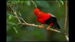 Fotos: las hermosas aves del Perú