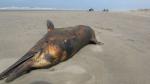 Lambayeque: Found another 300 dead dolphins