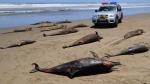 Lambayeque: Indagan muerte de delfines
